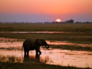 An elephant at sunset on the Chobe River An elephant at sunset on the Chobe River