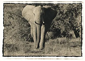 Elephant walking towards camera in African bush, Tanzania Elephant walking towards camera in African bush, Tanzania