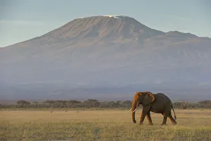 Elephants and Mount Kilimanjaro at dawn, Amboseli, Kenya Elephants and Mount Kilimanjaro at dawn, Amboseli, Kenya