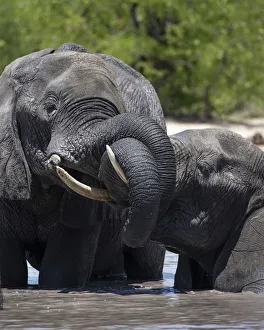 Elephants Playing, Moremi Game Reserve, Okavango Delta, Botswana Elephants Playing, Moremi Game Reserve, Okavango Delta, Botswana