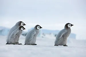 Emperor Penguin Chicks Prints: Emperor penguin chicks in procession - Antarctica, Antarctic Peninsula, Snowhill Island