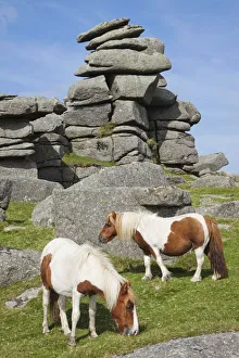England, Devon, Dartmoor, Ponies at Great Staple Tor England, Devon, Dartmoor, Ponies at Great Staple Tor