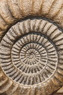 England, Dorset, Lyme Regis, Lyme Regis Museum, Ammonite England, Dorset, Lyme Regis, Lyme Regis Museum, Ammonite
