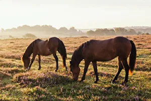 Prints of England, Hampshire, New Forest, Horses Grazing Hampshire Prints: New Forest Horses Grazing Print, Hampshire, England