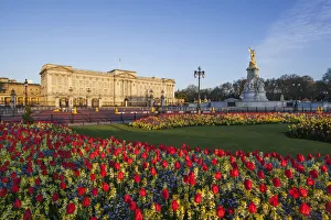 England, London, Buckingham Palace and Tulips England, London, Buckingham Palace and Tulips
