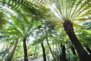 England, London, Richmond, Kew Gardens, Temperate House England, London, Richmond, Kew Gardens, Temperate House