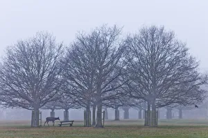 England, London, Surrey, Richmond Park, Deer England, London, Surrey, Richmond Park, Deer