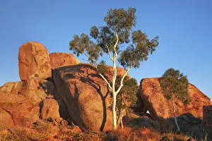 Devils Marbles Eucalyptus Tree Print
