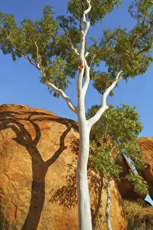 Devils Marbles Eucalyptus Tree Print Australia
