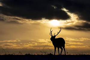 Ezo Sika Deer (Cervus nippon yesoensis), single adult feeding at sunset, Hokkaido, Japan Ezo Sika Deer (Cervus nippon yesoensis), single adult feeding at sunset, Hokkaido, Japan