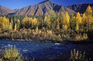 Fall Foliage Prints: Fall colours