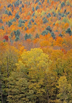 New England Fall Foliage Prints: Fall Foliage