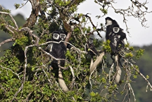A family group of black and white Guereza Colobus monkeys in the forests of the Aberdare Mountains A family group of black and white Guereza Colobus monkeys in the forests of the Aberdare Mountains