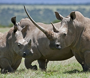 A family of White Rhinos, the female with a massive horn. Mweiga, Solio, Kenya A family of White Rhinos, the female with a massive horn. Mweiga, Solio, Kenya