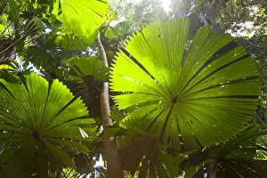 Fan Palm in the Daintree Rainforest, North Queensland, Australia Fan Palm in the Daintree Rainforest, North Queensland, Australia