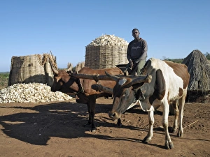A farmer and his ox cart with a bountiful harvest of maize in the background A farmer and his ox cart with a bountiful harvest of maize in the background