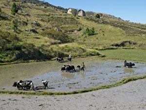 Farmers use tines pulled by oxen to prepare rice paddies for planting Farmers use tines pulled by oxen to prepare rice paddies for planting