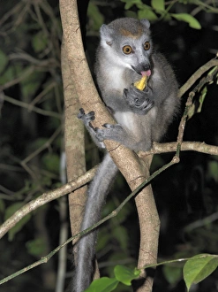 A female crowned lemur (Eulemur coronatus) in the 18 A female crowned lemur (Eulemur coronatus) in the 18