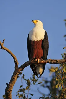 Fish Eagle , Haliaeetus vociferon, perched over the Chobe River, Chobe National park Fish Eagle , Haliaeetus vociferon, perched over the Chobe River, Chobe National park