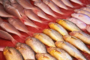 Fish for sale at fish market, Shenzhen, Guangdong Province, China Fish for sale at fish market, Shenzhen, Guangdong Province, China