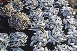 Fish for sale at the market in Stone Town, Zanzibar, Tanzania Fish for sale at the market in Stone Town, Zanzibar, Tanzania