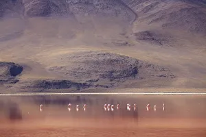 Flamingoes at Laguna Colorada on the Altiplano, Potosi Department, Bolivia Flamingoes at Laguna Colorada on the Altiplano, Potosi Department, Bolivia