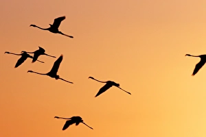 Flamingos fly over Lake Turkana at sunset Flamingos fly over Lake Turkana at sunset