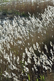 Flora of the marshes of the Sado Estuary Nature Reserve. Portugal Flora of the marshes of the Sado Estuary Nature Reserve. Portugal