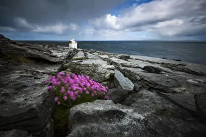 Flowers moved by the wind at Black head, Burren, Burren National Park, Clare, Ireland Flowers moved by the wind at Black head, Burren, Burren National Park, Clare, Ireland