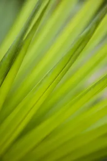 Tropical Palm Leaves Prints: Fonds of a palm tree