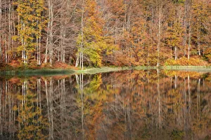 the forest with its autumn colors reflected in the Pranda Lake the forest with its autumn colors reflected in the Pranda Lake