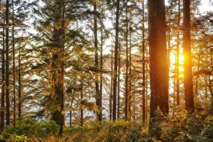 Forest at Cape Alava, Olympic National Park, Clallam County, Washington, USA Forest at Cape Alava, Olympic National Park, Clallam County, Washington, USA