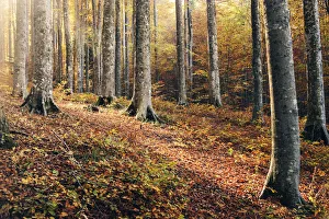 Forest in central Appennines during the autumn foliage, Emilia Romagna, Italy Forest in central Appennines during the autumn foliage, Emilia Romagna, Italy
