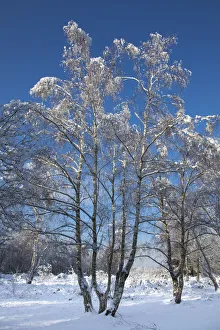UK Winter Landscapes Prints: Forest in snow