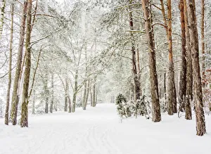 Forest by the Zemborzycki Lake at snowstorm, Lublin Voivodeship, Poland Forest by the Zemborzycki Lake at snowstorm, Lublin Voivodeship, Poland