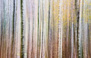 Prints of Abstract impression of trees, Grasmere, Cumbria, England Painting Prints: Abstract impression of trees Print