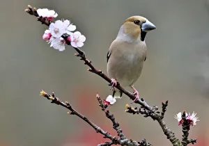 frosone, Coccothraustes coccothraustes, emilia romagna, italy frosone, Coccothraustes coccothraustes, emilia romagna, italy