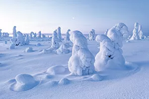 Finland Collection: Frozen trees in deep snow after a blizzard, Riisitunturi National Park, Posio, Lapland, Finland