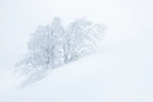 Frozen trees in the middle of a blizzard. Tuscany Appenines, Italy Frozen trees in the middle of a blizzard. Tuscany Appenines, Italy