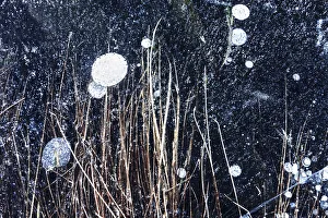 Frozen tufts of grass beneath the frozen surface of a lake, Emilia Romagna, Italy Frozen tufts of grass beneath the frozen surface of a lake, Emilia Romagna, Italy