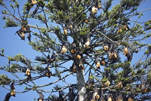 Fruit bats in tree, Peradeniya Botanic Gardens, Kandy, Sri Lanka Fruit bats in tree, Peradeniya Botanic Gardens, Kandy, Sri Lanka