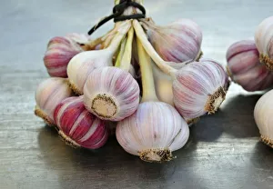 Southern Europe Vegetables Prints: Garlic
