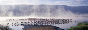 Geysers, hot springs and thousands of lesser flamingos Geysers, hot springs and thousands of lesser flamingos