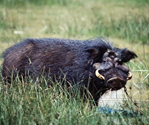 Rare Wildlife Species Prints: A giant hog