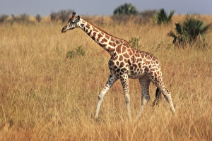 Giraffe, Murchison Falls Conservation Area Giraffe, Murchison Falls Conservation Area