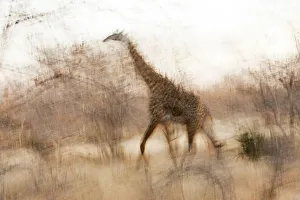 Giraffe in Ruaha National Park, Tanzania Giraffe in Ruaha National Park, Tanzania