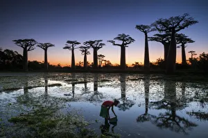 Girl Gathering Water with Baobab Trees at Sunset (UNESCO World Heritage site), Madagascar Girl Gathering Water with Baobab Trees at Sunset (UNESCO World Heritage site), Madagascar