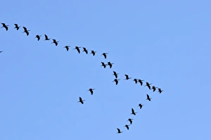 Glossy Ibis flock (Plegadis falcinellus) flying at the Sado Estuary Nature Reserve Glossy Ibis flock (Plegadis falcinellus) flying at the Sado Estuary Nature Reserve