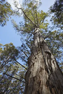 The Gloucester tree in Gloucester National Park, Pemberton, Western Australia, Australia The Gloucester tree in Gloucester National Park, Pemberton, Western Australia, Australia