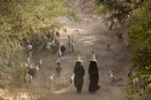 Goat herder, Al Wadi Dawan, nr Wadi Hadhramawt, Yemen Goat herder, Al Wadi Dawan, nr Wadi Hadhramawt, Yemen